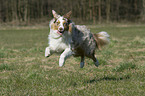 jumping Australian Shepherd