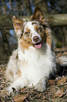 lying Australian Shepherd