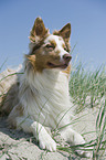 lying Australian Shepherd