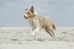 running Australian Shepherd