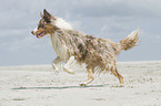 running Australian Shepherd