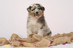 Australian Shepherd Puppy