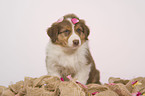 Australian Shepherd Puppy