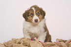 Australian Shepherd Puppy