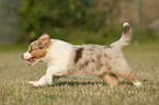 Australian Shepherd Puppy