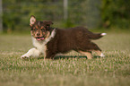 Australian Shepherd Puppy