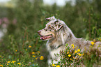 Australian Shepherd Portrait