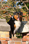 sitting Australian Shepherd