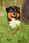 Australian Shepherd Portrait