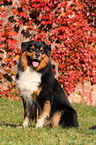 sitting Australian Shepherd