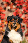 Australian Shepherd Portrait