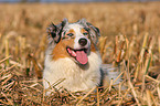 lying Australian Shepherd