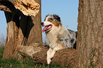 lying Australian Shepherd