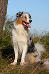 sitting Australian Shepherd