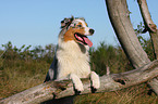 Australian Shepherd Portrait