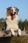 Australian Shepherd Portrait