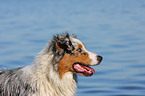 Australian Shepherd Portrait