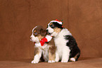 Australian Shepherd Puppies