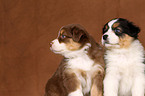 Australian Shepherd Puppies