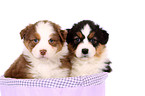 Australian Shepherd Puppies