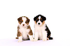 Australian Shepherd Puppies