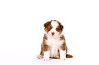 Australian Shepherd Puppy