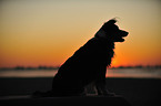 sitting Australian Shepherd