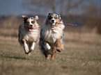 playing Australian Shepherds