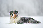 lying Australian Shepherd