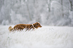 Australian Shepherd