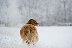 Australian Shepherd