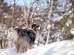 Australian Shepherd