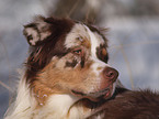 Australian Shepherd Portrait