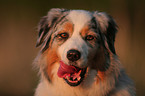 Australian Shepherd Portrait