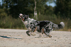 running Australian Shepherd