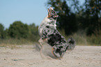 jumping Australian Shepherd