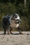 shaking Australian Shepherd