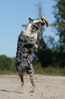 playing Australian Shepherd