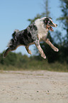 jumping Australian Shepherd