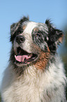 Australian Shepherd Portrait