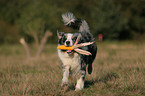 playing Australian Shepherd