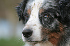 Australian Shepherd Portrait