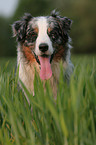 Australian Shepherd Portrait