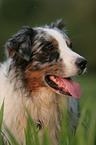 Australian Shepherd Portrait