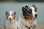 Australian Shepherd Portrait