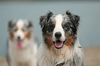 Australian Shepherd Portrait