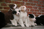 Australian Shepherd Puppies