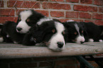 Australian Shepherd Puppies