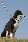 young Australian Shepherd