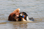 playing Australian Shepherds